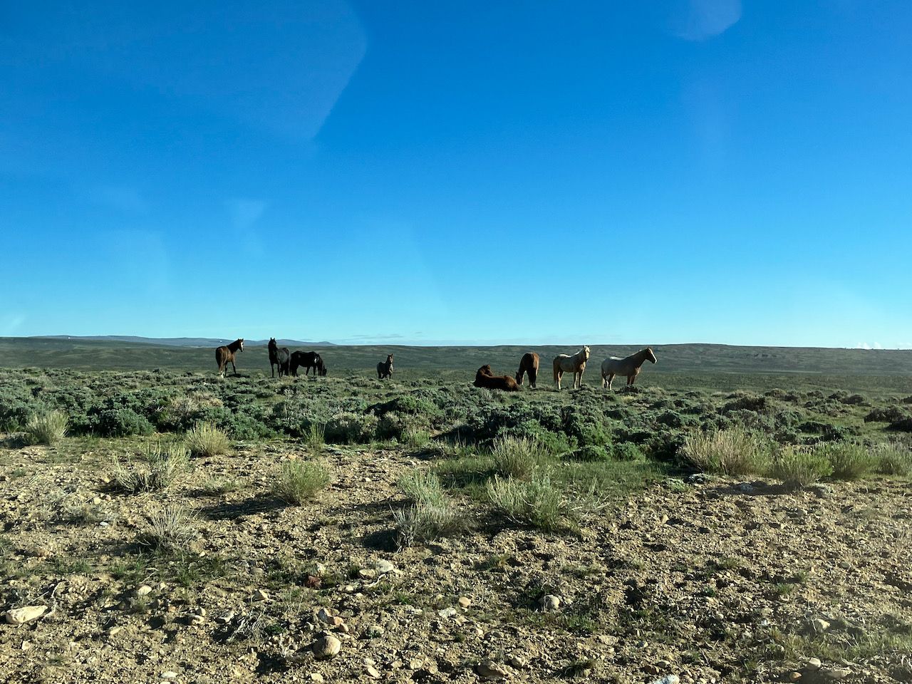 Colorado mustangs - 1.jpeg