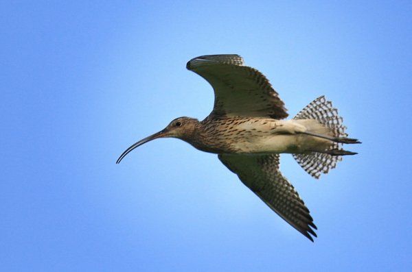 depositphotos_28269929-stock-photo-sandpiper-bird-in-flight.jpg