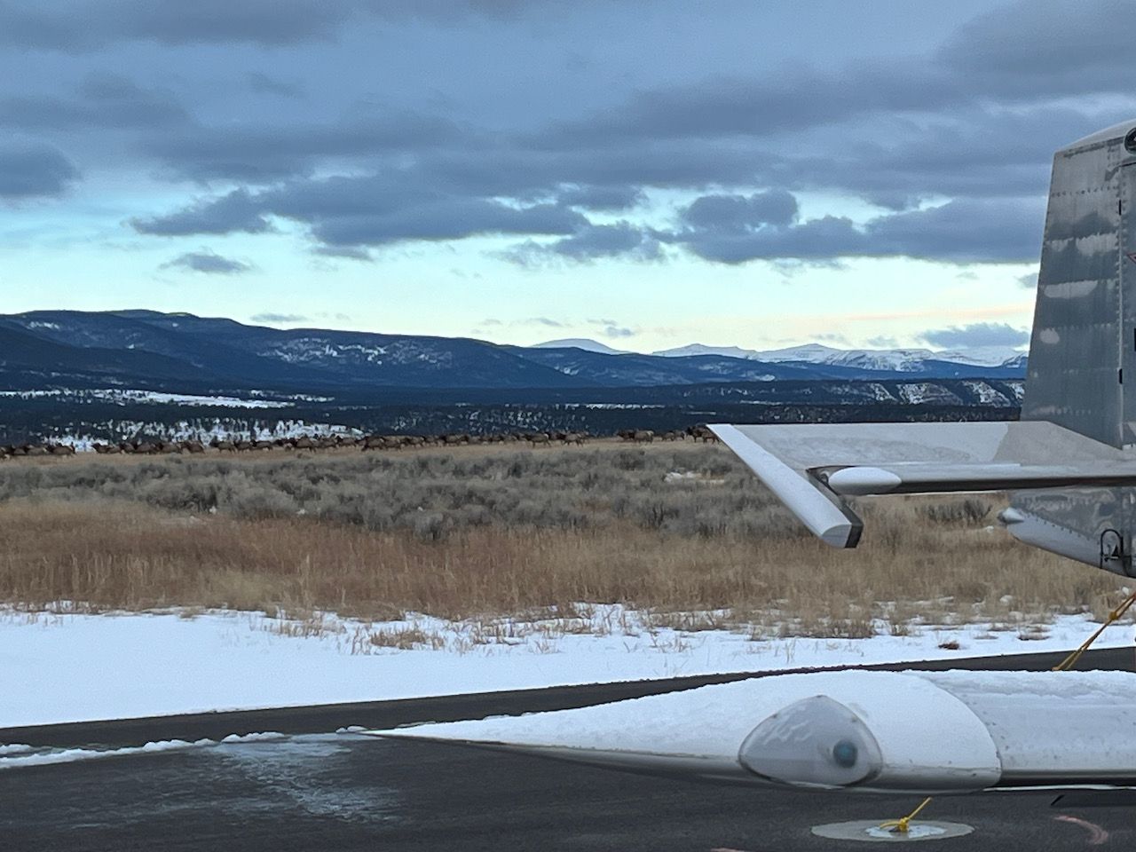 elk on the airport - 1 (1).jpeg