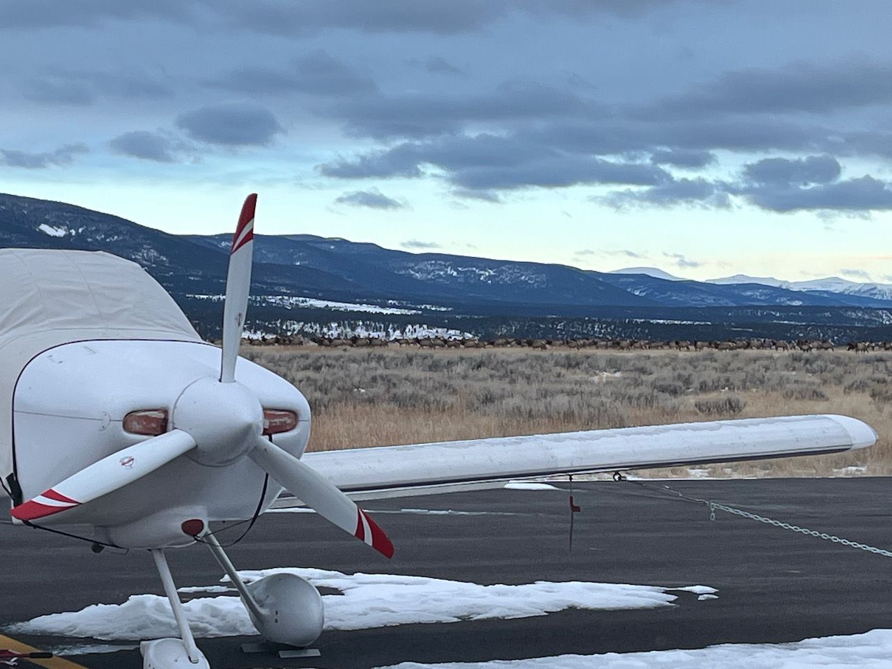 elk on the airport - 1.jpeg