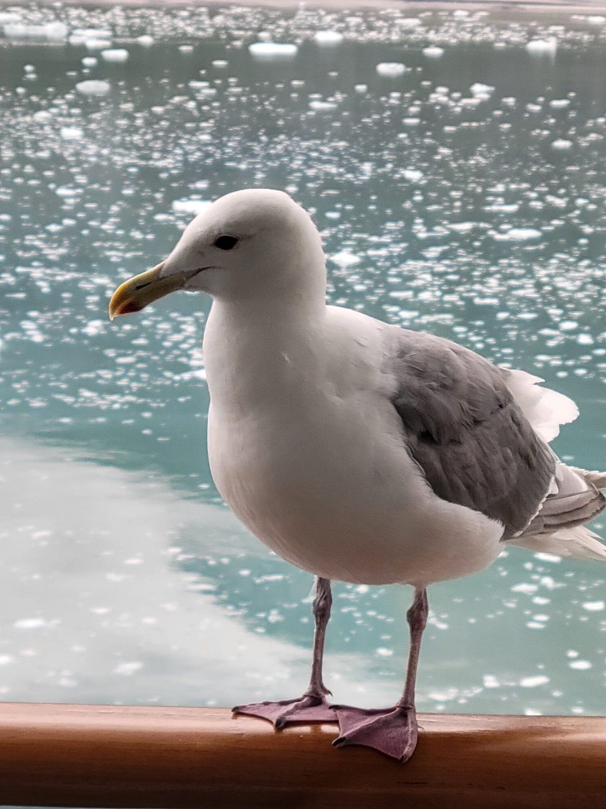 gull.jpeg