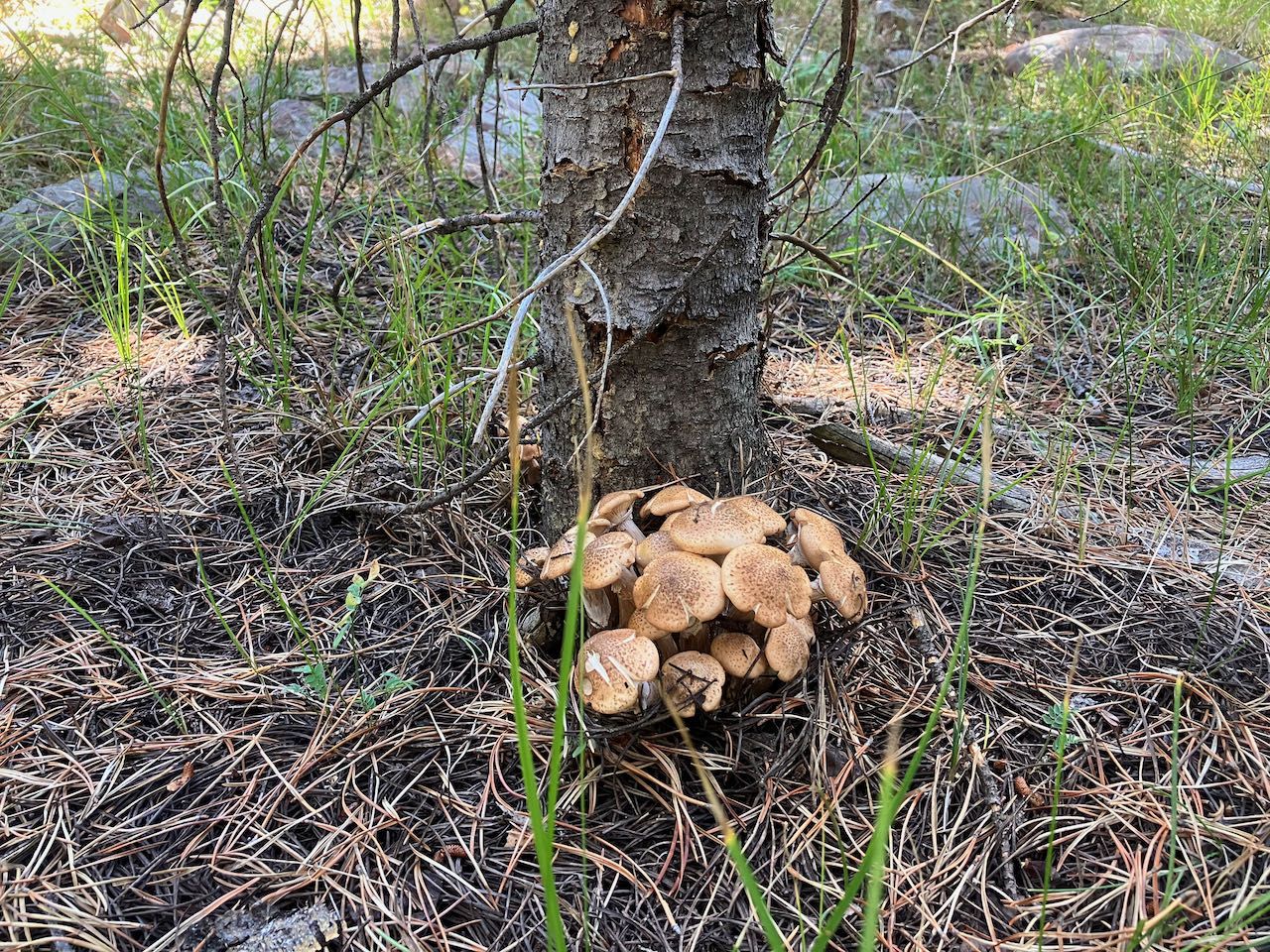 honey mushrooms - 1 (1).jpeg