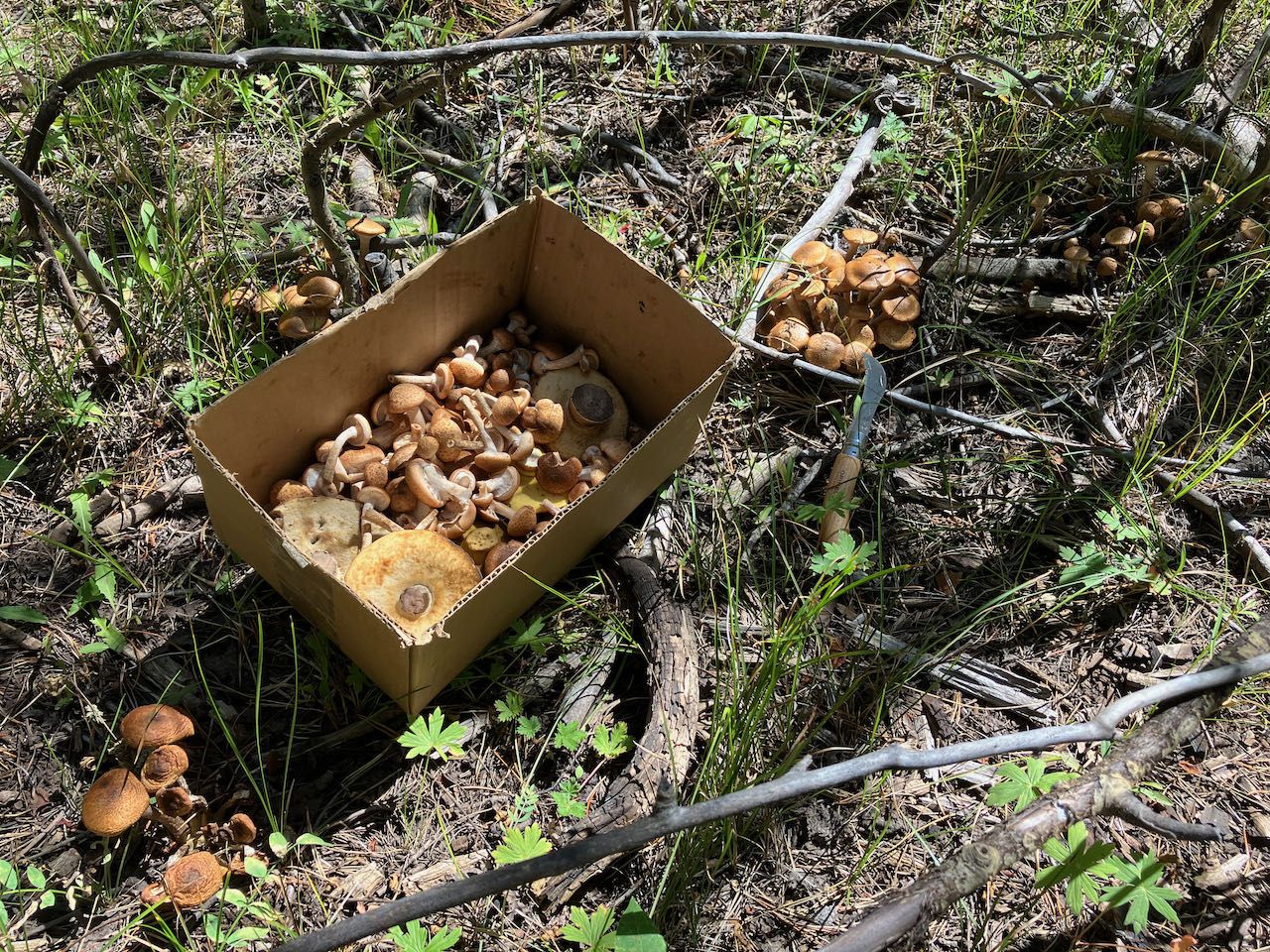 honey mushrooms - 1.jpeg