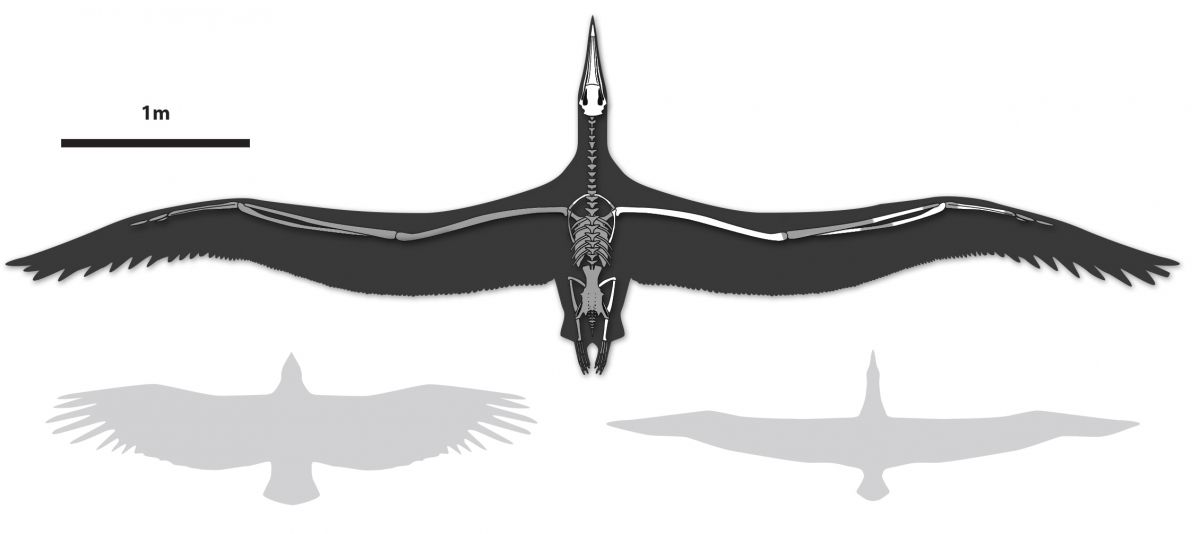 pelagornis-sandersi.jpg