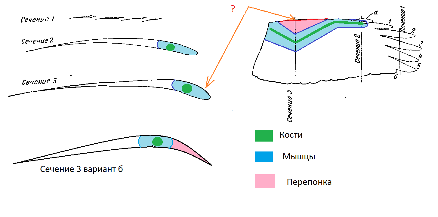 профиль в зоне стыка локтя и преплечья.png