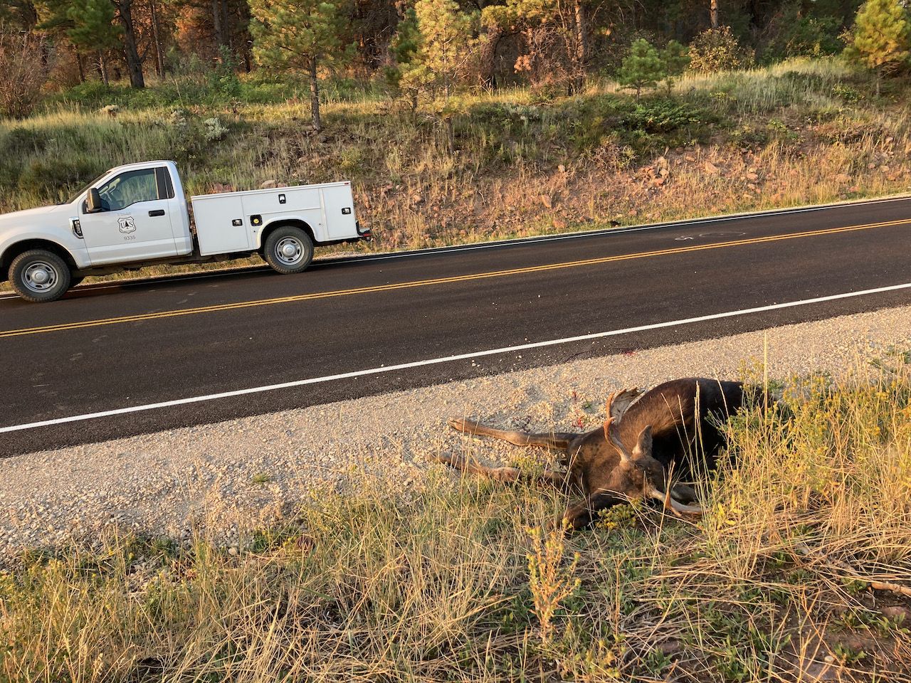 Roadkill  - 1 (1).jpeg