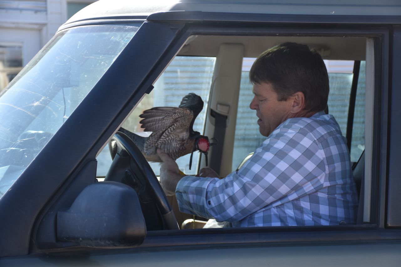 Rodney the falconer - 1 (1).jpeg