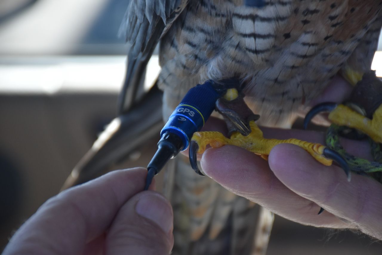 Rodney the falconer - 1 (3).jpeg