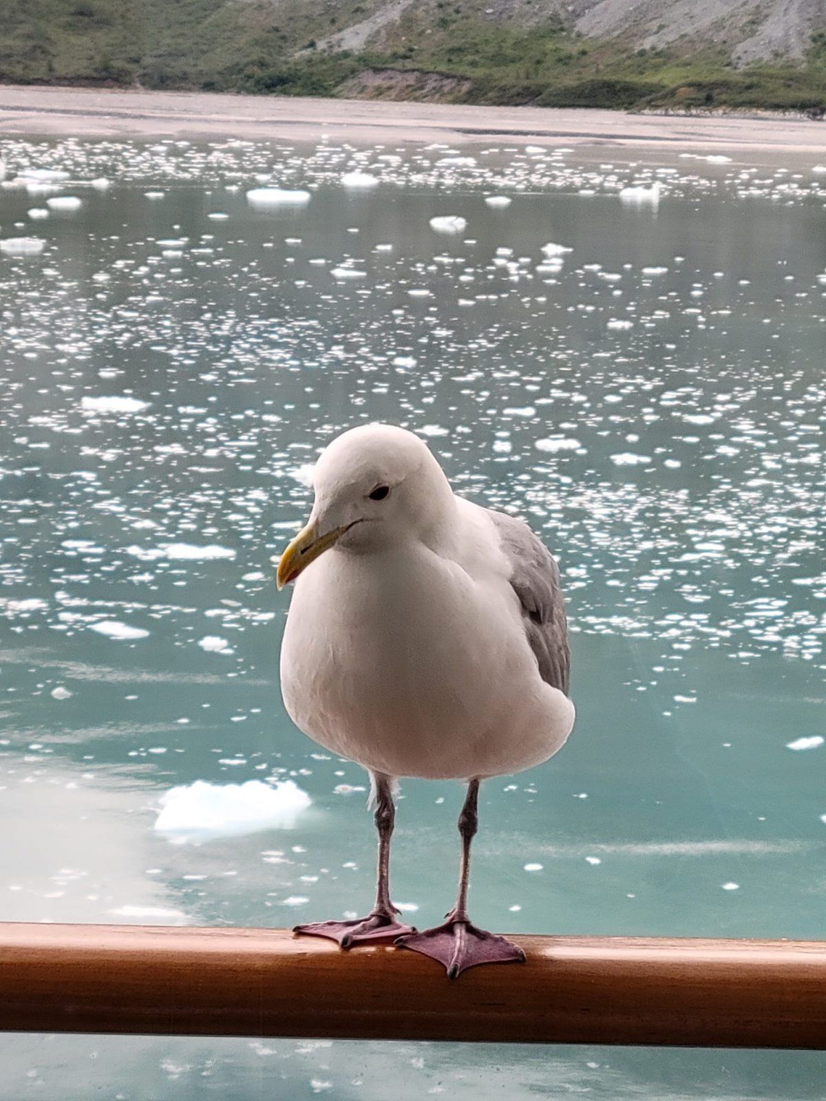 seagull.jpeg