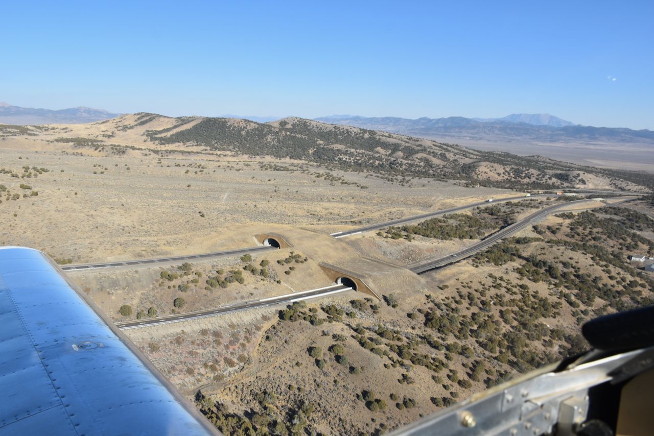 Wildlife crossings - 1.jpeg