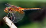 Sympetrum_flaveolum_-_side__28aka_29.jpg