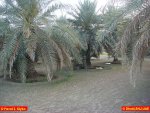 001-Dhaid-Airdrom_Private_Palm__6_.JPG