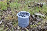 Blueberry_picking_in_New_Hampshire_-_1__1_.jpg