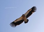 condor_001.jpg