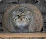 manul_3.jpg