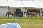 Lake_Placid_horse_exhibition_-_1__1_.jpg