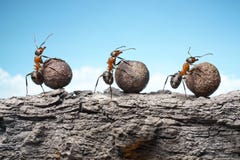 team-ants-rolling-stones-rock-teamwork-red-42090762.jpg