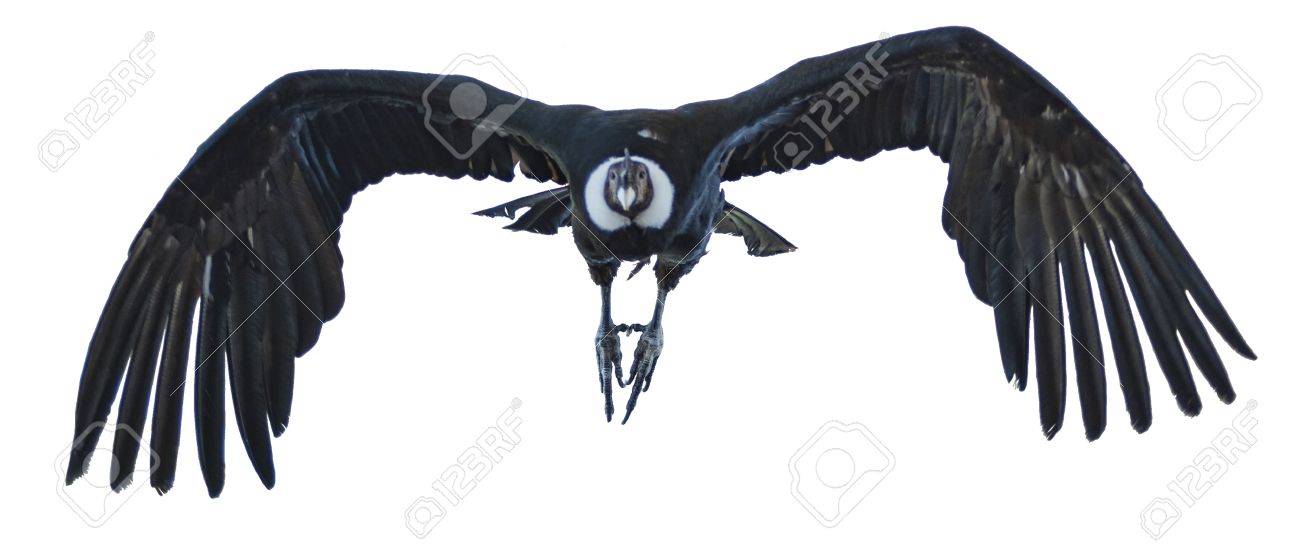 14655538-Andean-Condor-in-Flight-Stock-Photo.jpg