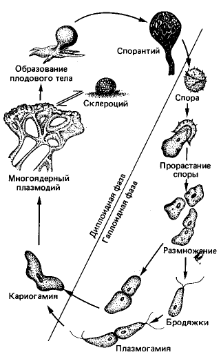 11.gif