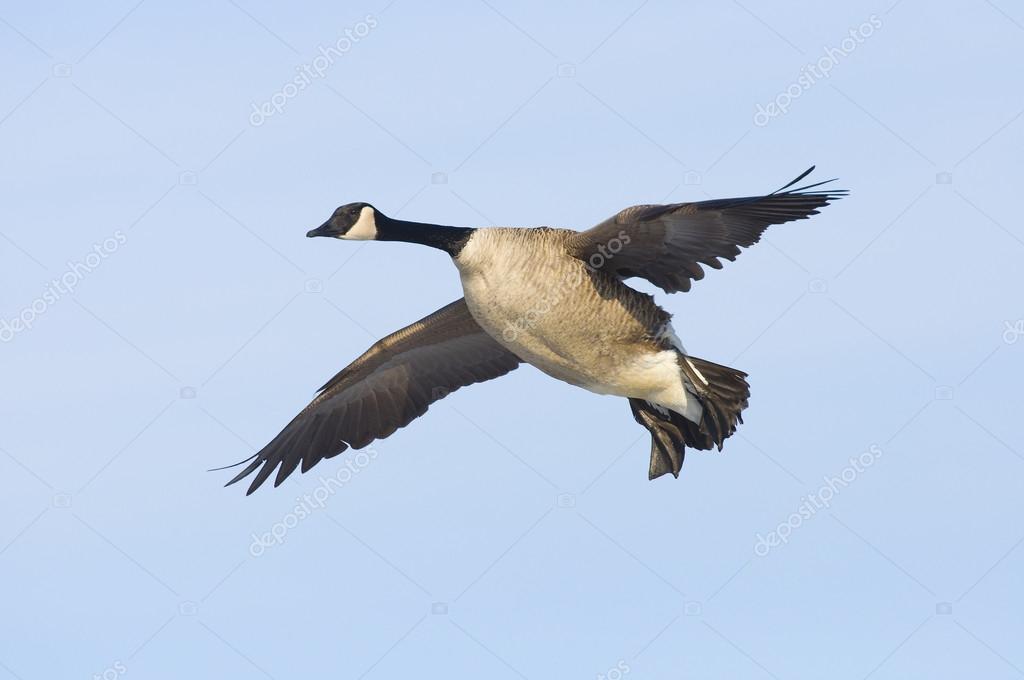 depositphotos_15427955-Flying-Goose.jpg