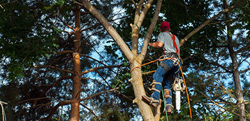 tree-trimming.jpg